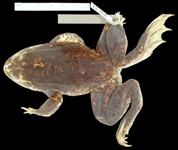 Media type: image; Herpetology A-29671